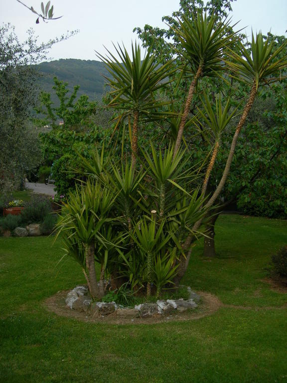 Gli Olivi Calci Exterior foto
